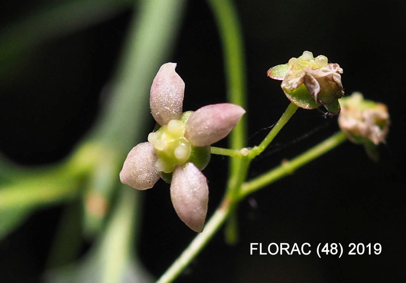 Spindle, Wide-leaved flower